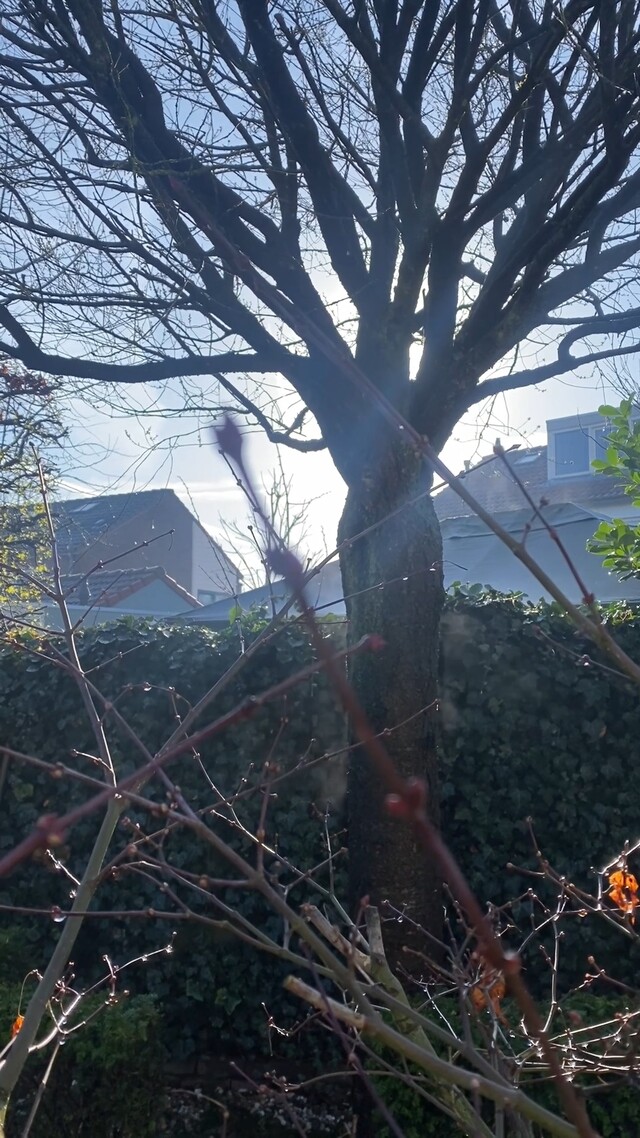 Onze boom wordt dampend wakker