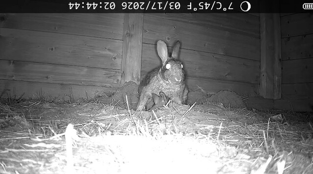 Drie hongerige jongen wilde konijnen