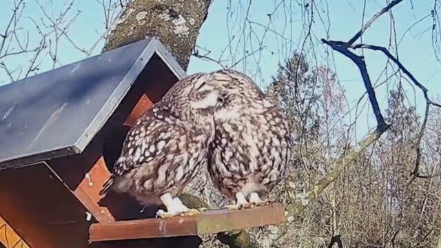 HOME VV: filmpje van de week