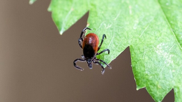 Steeds meer tekenbeten in Nederland en dat komt niet alleen door warmer weer