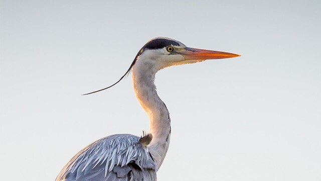 Vogelfeuilleton: blauwe reigers in het Amsterdamse Bos - deel 2