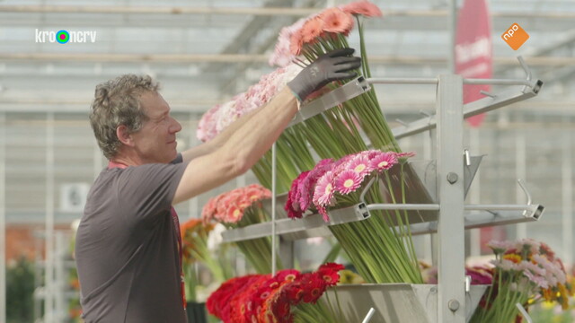 Bloemen voor de paus