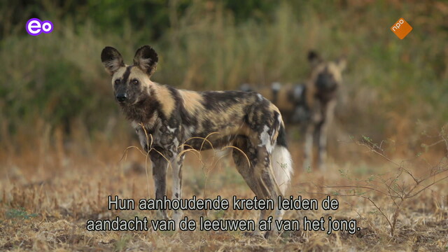 Override of the title Attenborough: Kingdom