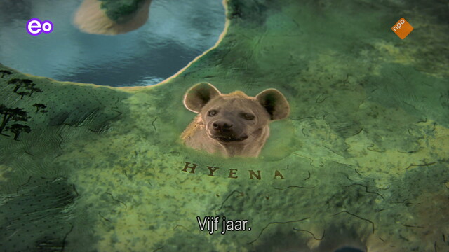 Override of the title Attenborough: Kingdom