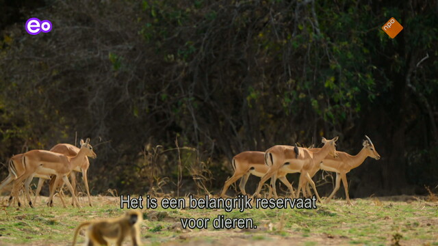 Attenborough: Kingdom