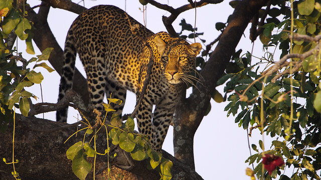 Attenborough: Kingdom