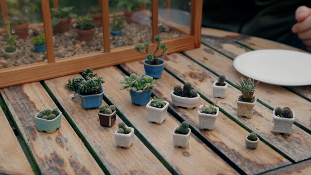 Mini plantjes