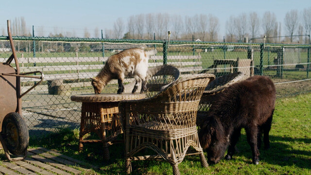 Override of the title Lammetjes in de natuur
