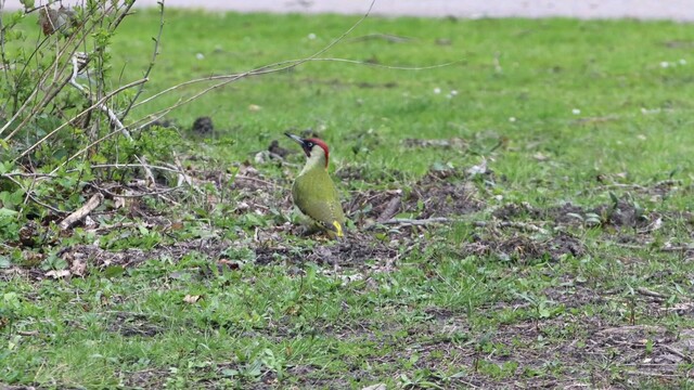 Groene specht in het Haarlemmermeerse bos