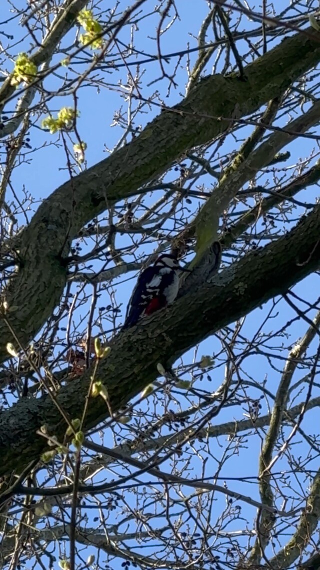 Override of the title Grote bonte specht in de boom