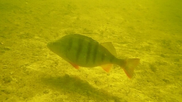 Baars in de Vinkeveense plassen