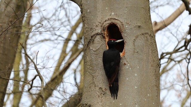 Zwarte specht holt nest uit