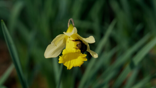 Geelster bloem