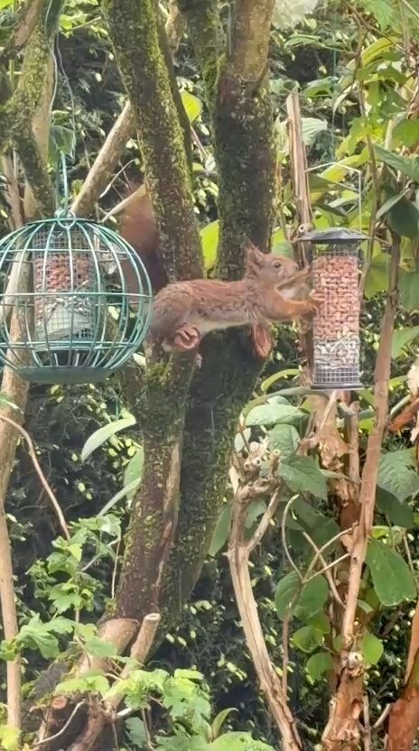 Eekhoorn eet pinda?s en zonnebloempitten
