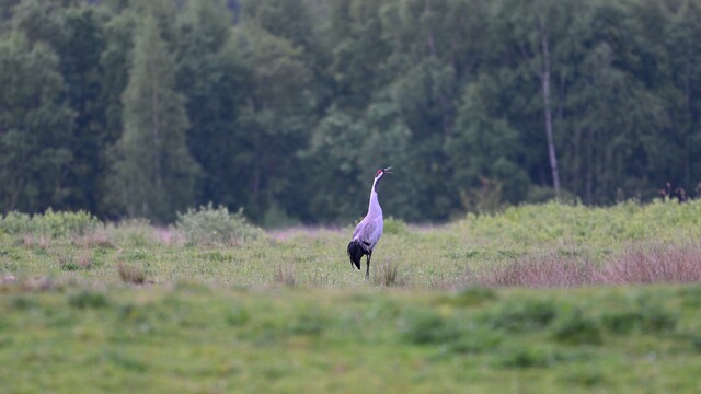 Override of the title Kraanvogel laat goed van zich horen