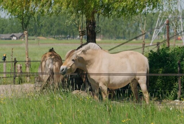 Override of the title paard