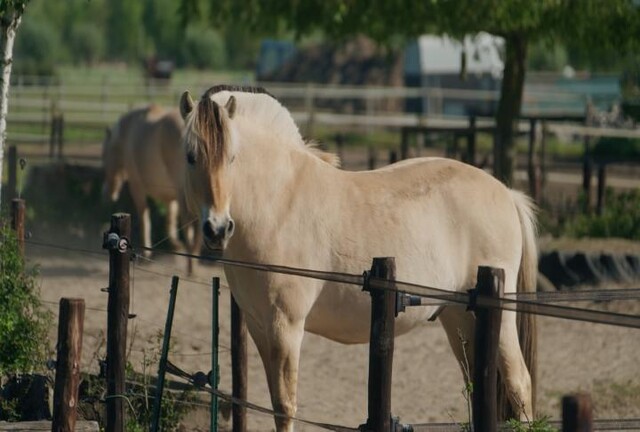 paard
