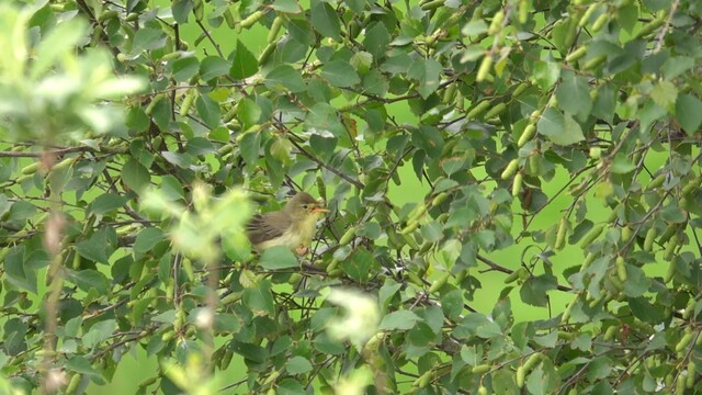 De spotvogel bleef maar zingen!