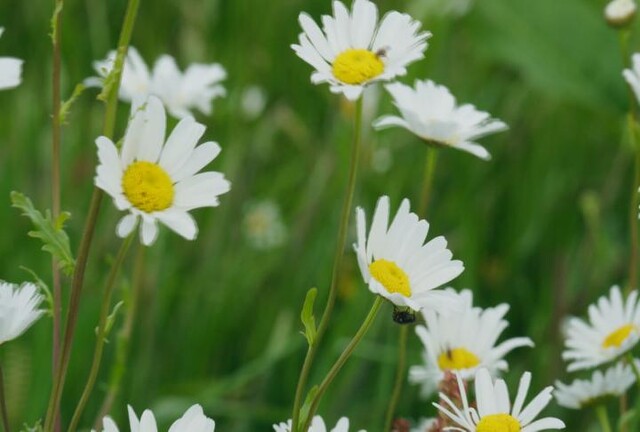 bloemen