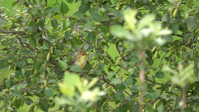 De zingende spotvogel!