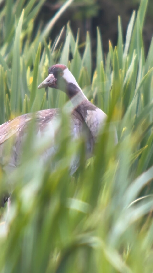 Poetsende kraanvogel in Fochterlo�rveen