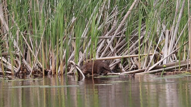 Override of the title Muskusrat op zoek naar bouwmateriaal