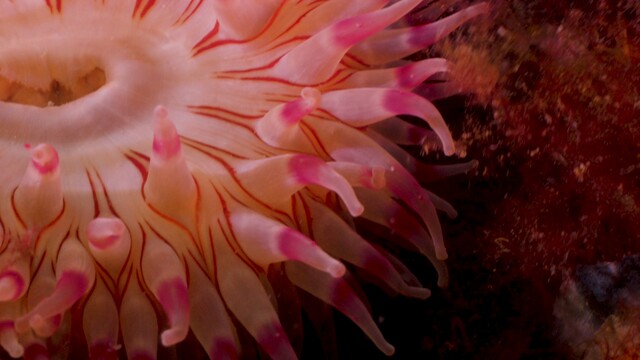 Override of the title Zeedahlia?s in het Grevelingenmeer