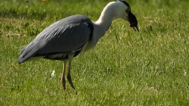 Override of the title Blauwe reiger heeft mol: Hap, slik...weg!