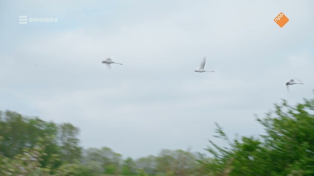 Vroege Vogels