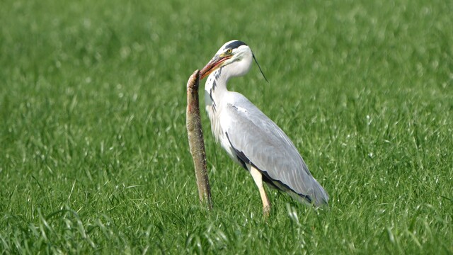 Override of the title Blauwe reiger vangt beste paling