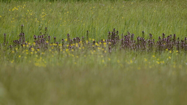 Van maisveld naar bloemenparadijs