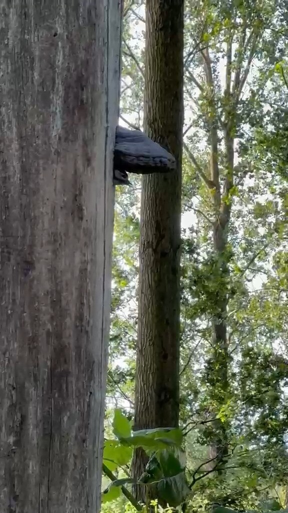 Jonge grote bonte specht met een zwam als dakje