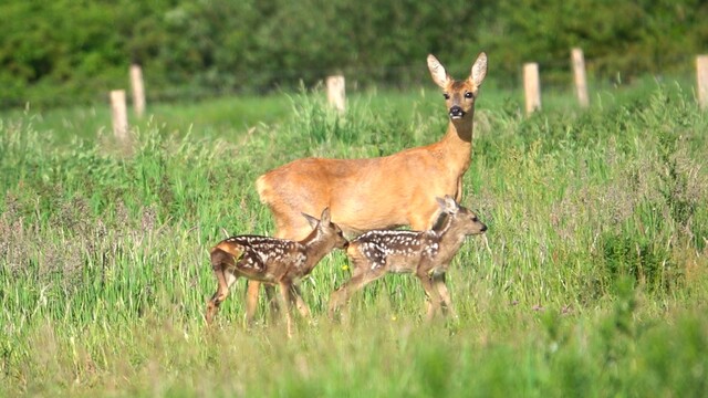 Override of the title Ree met twee kalfjes