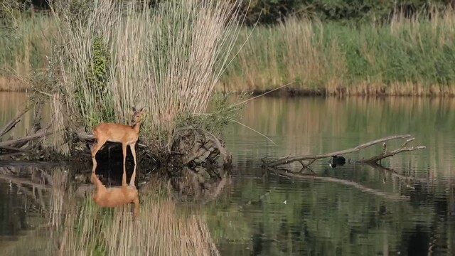 Override of the title Stilte in de Brabantse Biesbosch