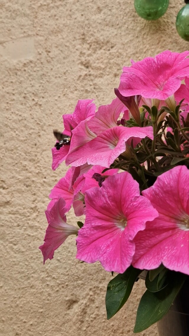 Kolibrievlinder is er weer!