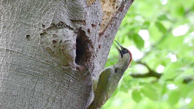 Groene specht voedt jongen