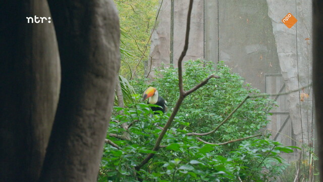 Override of the title Het echte leven in de dierentuin