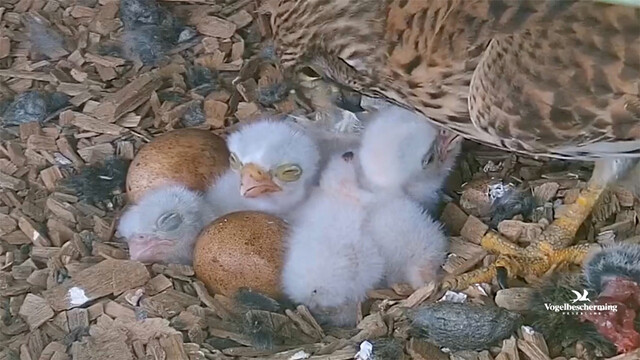 Beleef de Lente: natuur in al haar pracht en gruwel