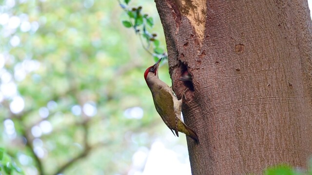 Groene specht heeft mierennest geplunderd