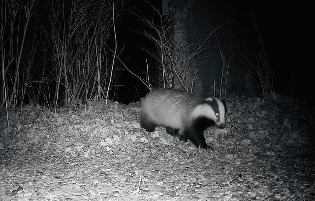 Override of the title Das op de wildcamera