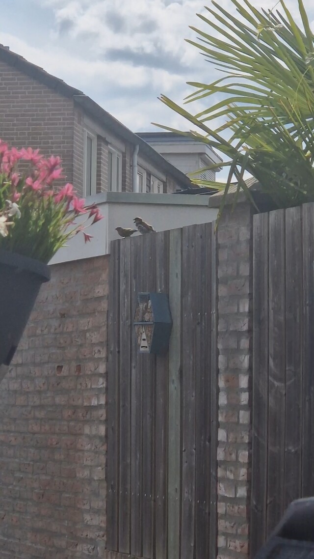 Deze mannetjes huismus is NIET te stoppen..