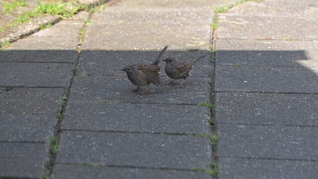 Heggenmus is een twijfelaar