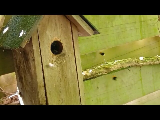 Hommels in nestkast