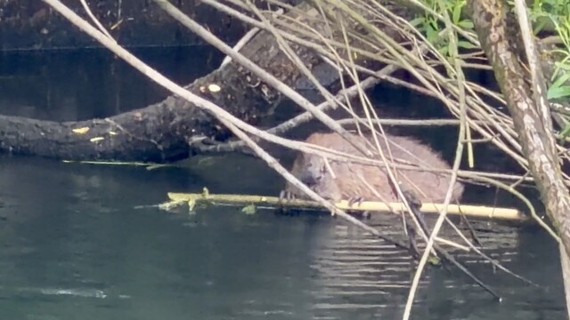 Override of the title Bever 'maakt een dwarsfluit'
