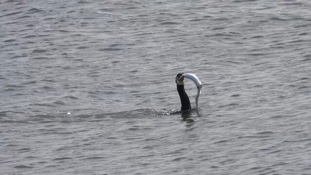 Fouragerende aalscholver in de Waddenzee