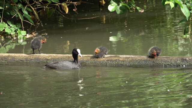 Alle meerkoetkuikens worden voorzien