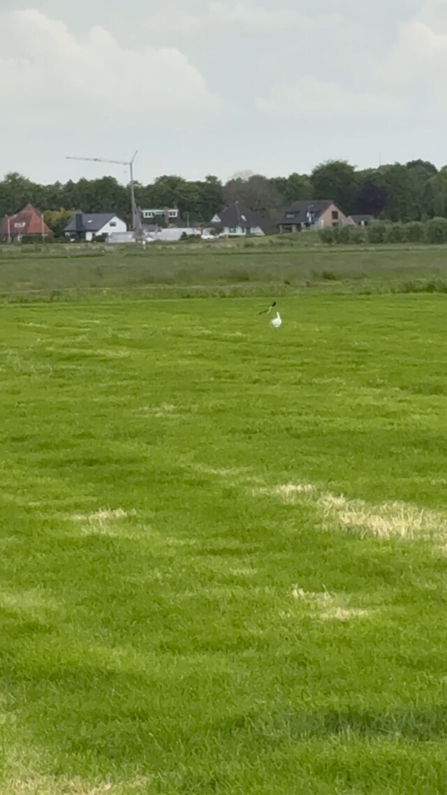 Override of the title Grote zilverreiger verdreven door kieviet
