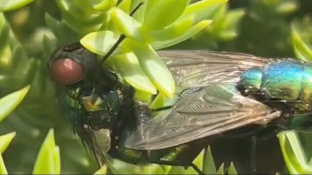 Parende groene vleesvliegen
