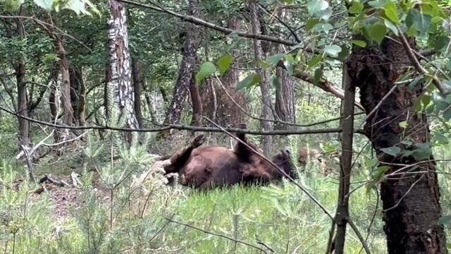 Wisent neemt zandbad