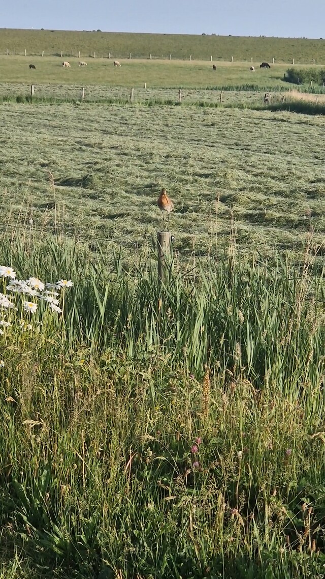 Grutto op paaltje